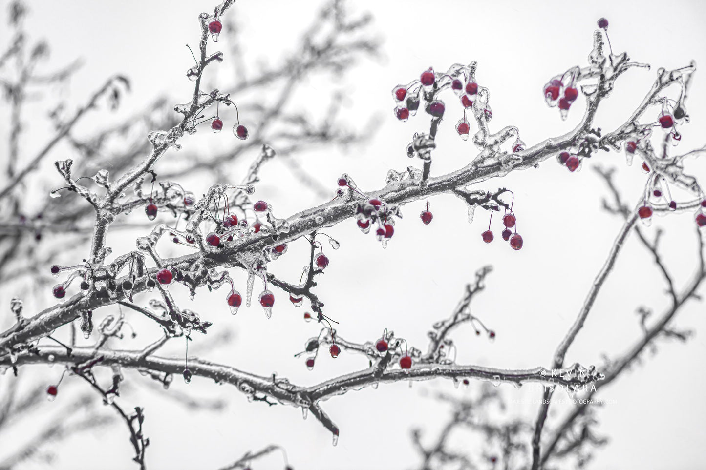 HOLIDAY GREETING CARDS 625-545 CRAB APPLE TREE, ICE