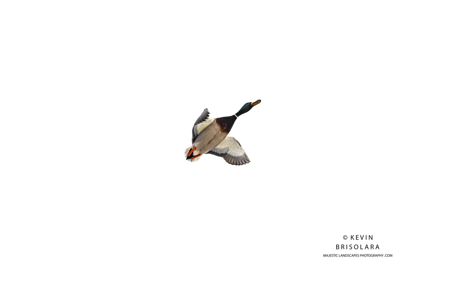 HOLIDAY GREETING CARDS 630-0733 MALLARD DUCK
