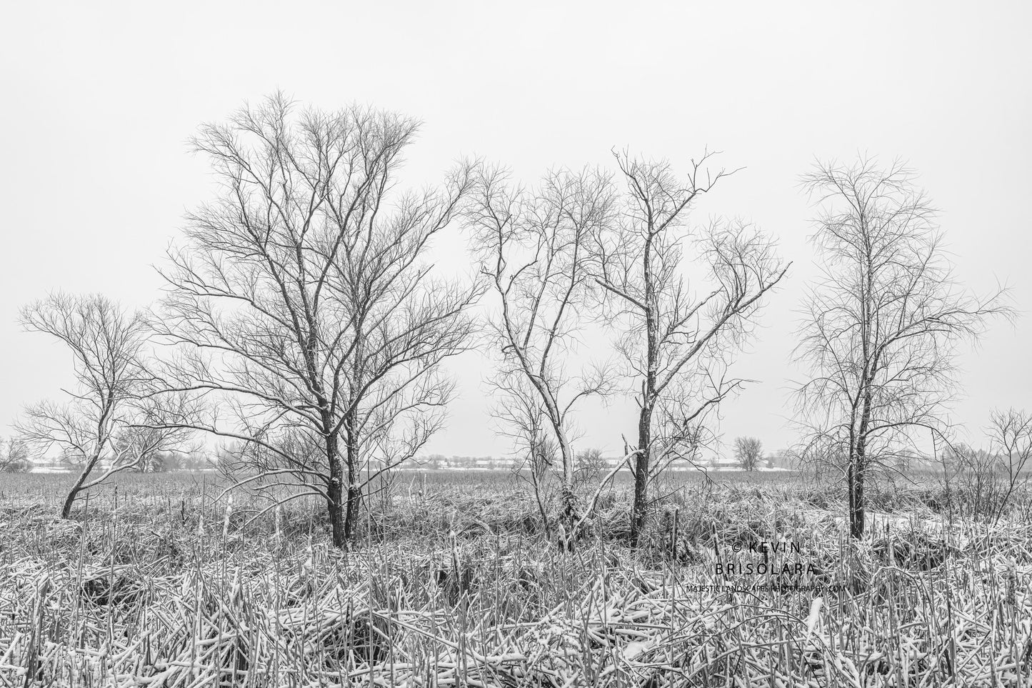 HOLIDAY GREETING CARDS 684-3419 SNOW, CATTAILS, PEACHLEAF WILLOW TREES