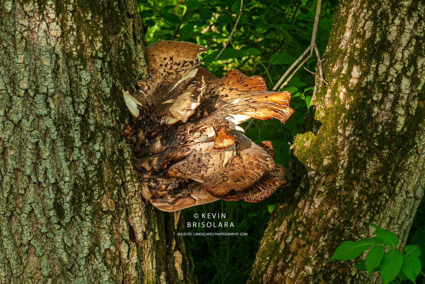 PHEASANT BACK