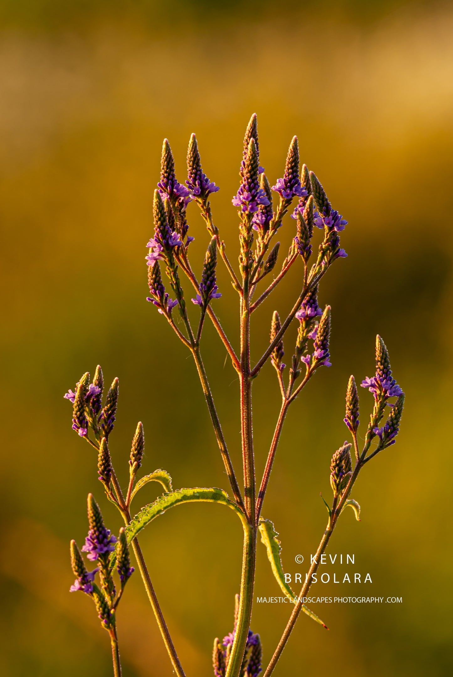 BEAUTIFULLY LIT VERVAIN