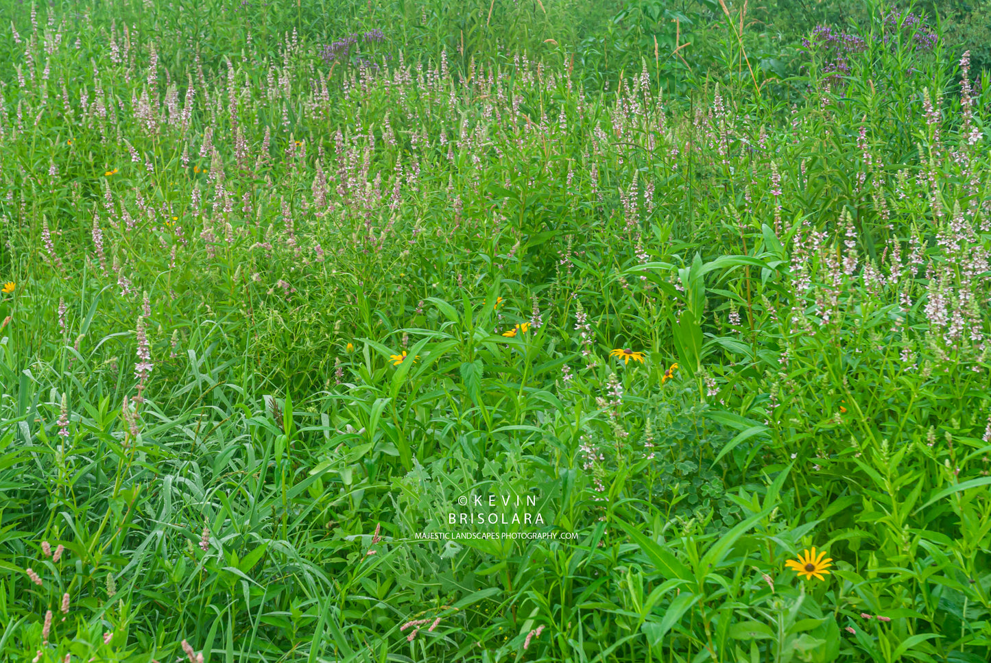 PRAIRIE WILDFLOWERS
