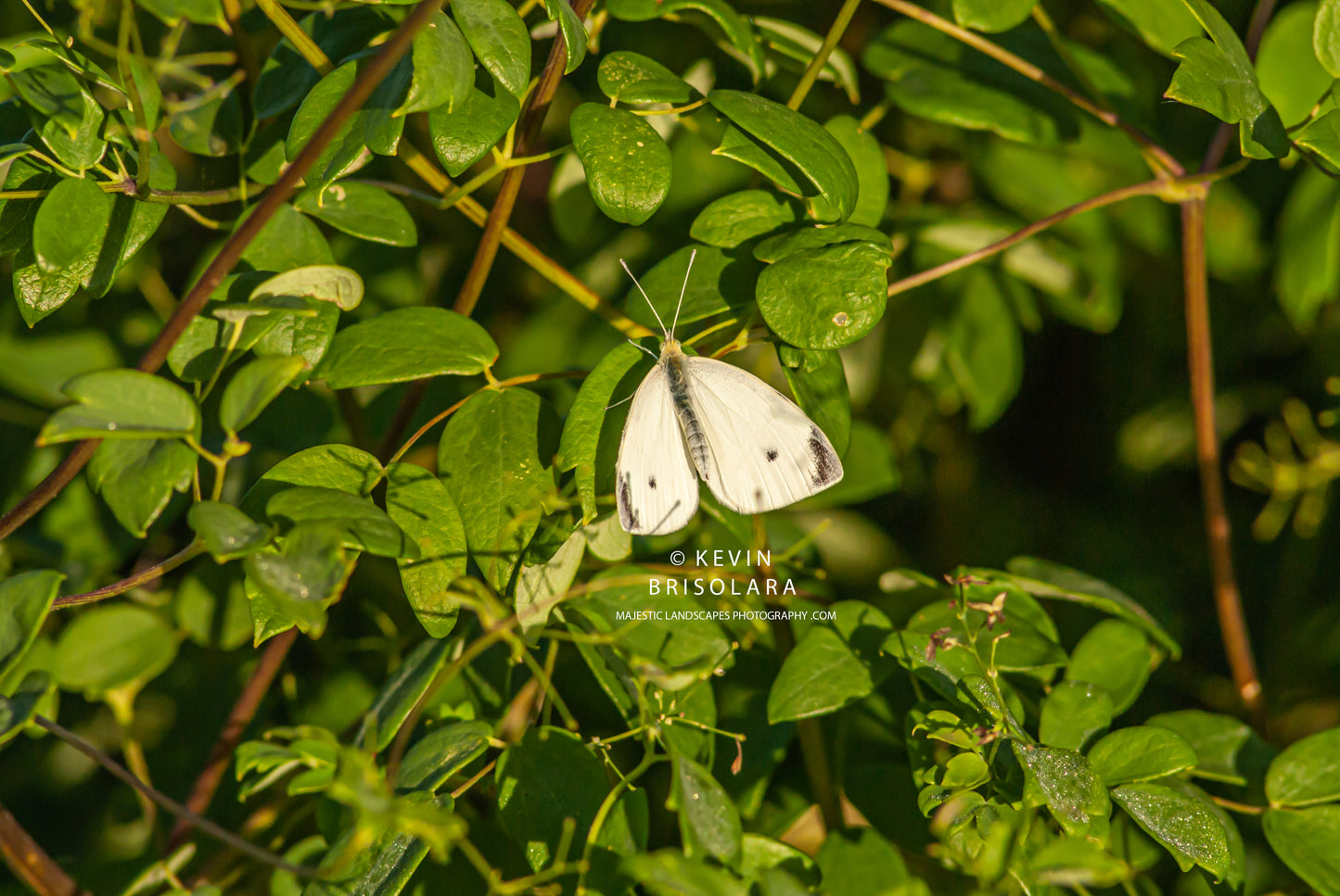 CABBAGE WHITE BUTTERFLY