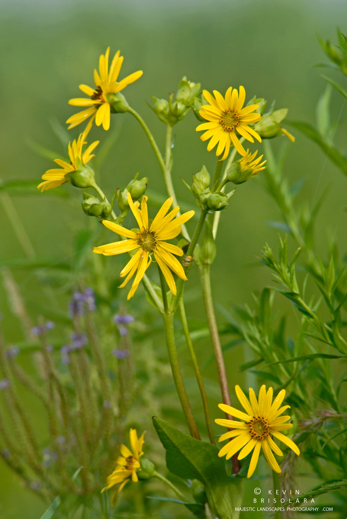 TALL YELLOW BEAUTY ON THE PRAIRIE