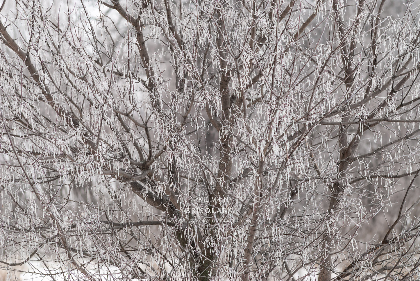 A FROSTY FEBRUARY WINTER MORNING