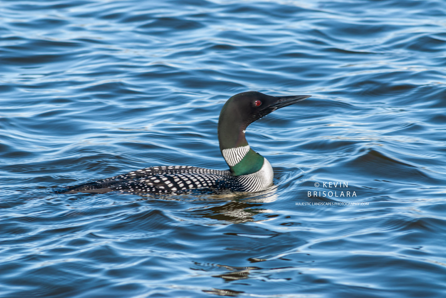 HOLIDAY GREETING CARDS 479-151 COMMON LOON