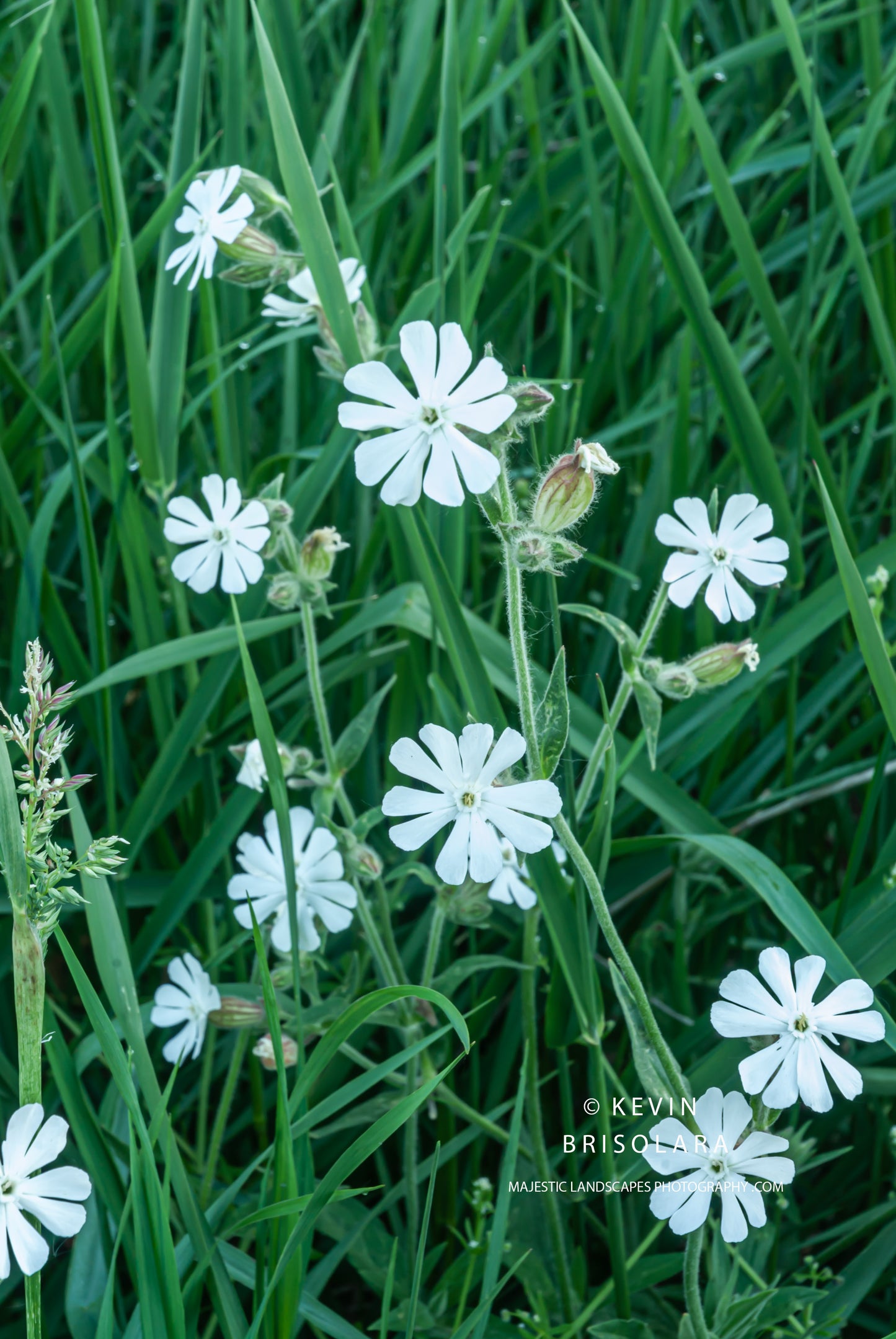 MORNING WILDFLOWERS FROM THE PARK