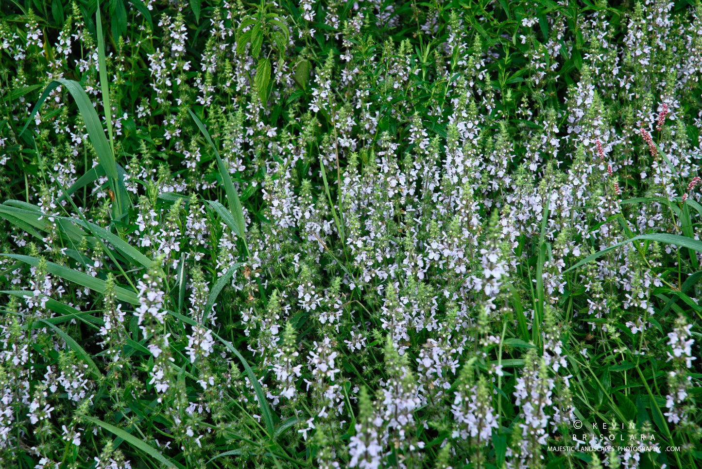 A COLORFUL SHOWING FROM THE PRAIRIE