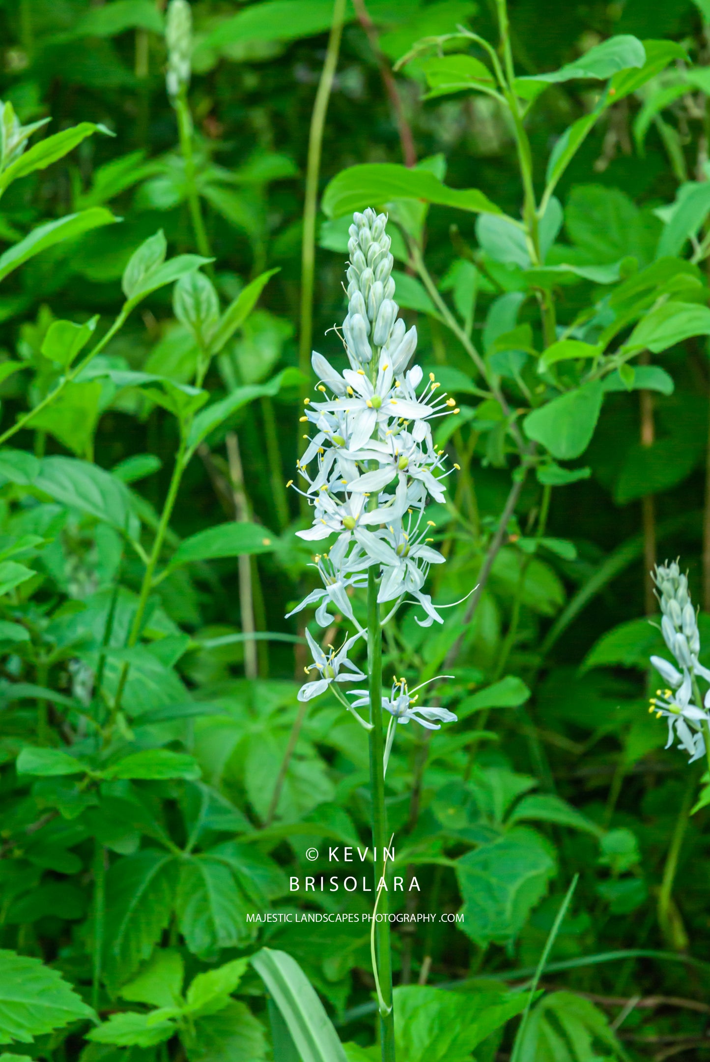 WILD HYACINTH