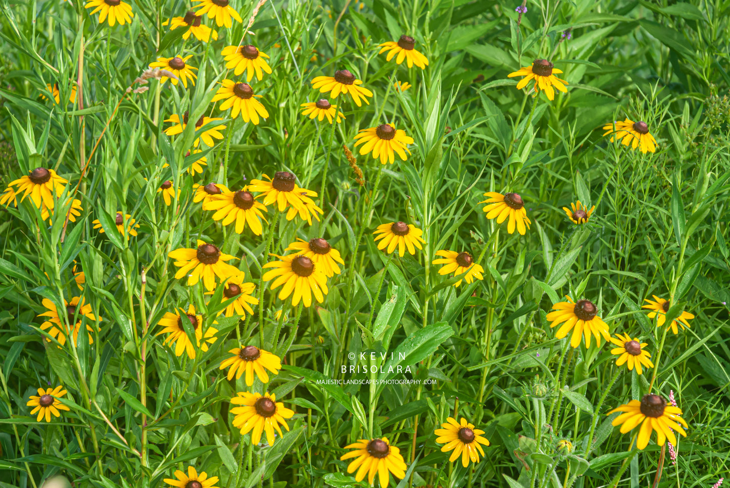 BLACK-EYED SUSAN'S