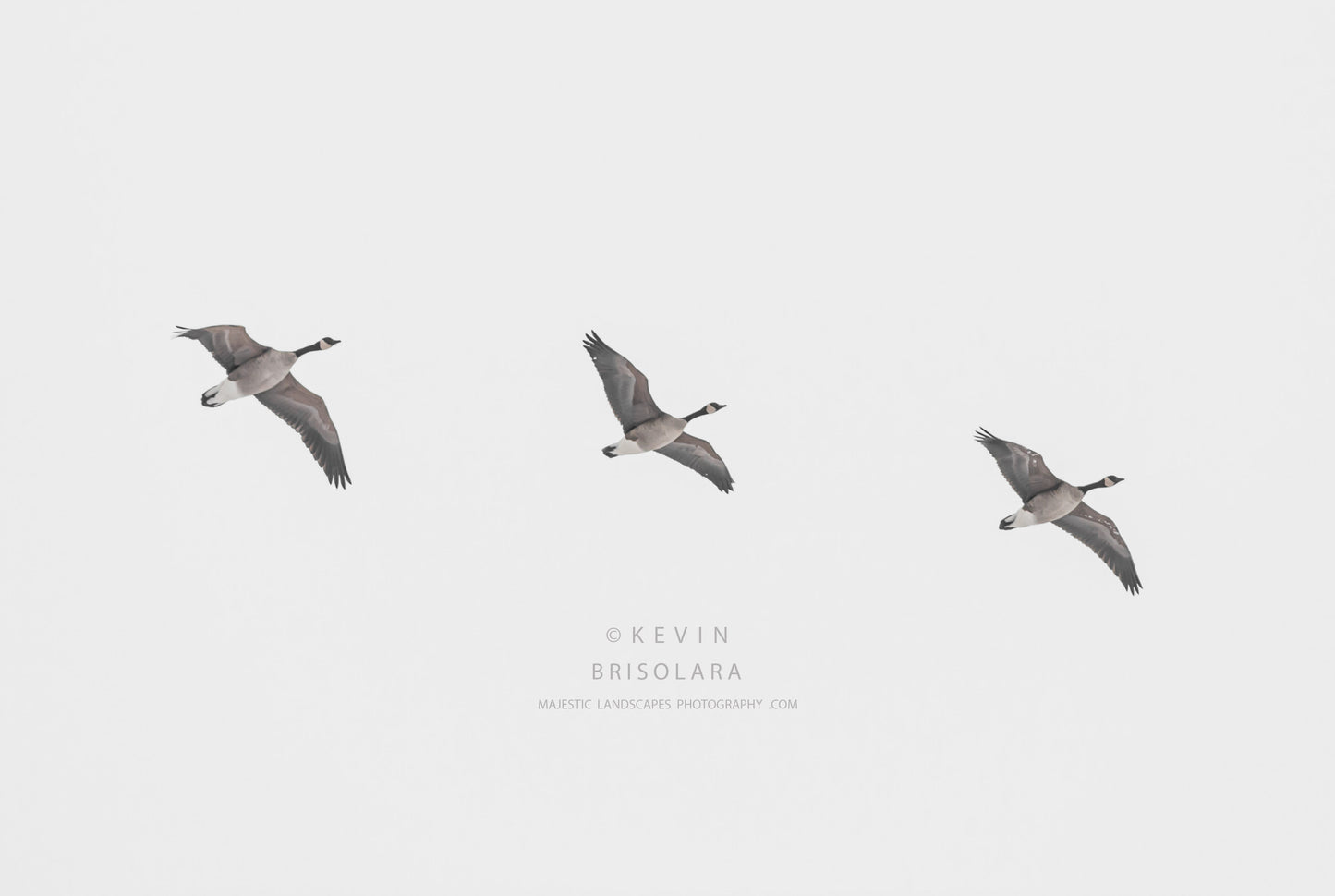 HOLIDAY GREETING CARDS 420-307 CANADA GEESE