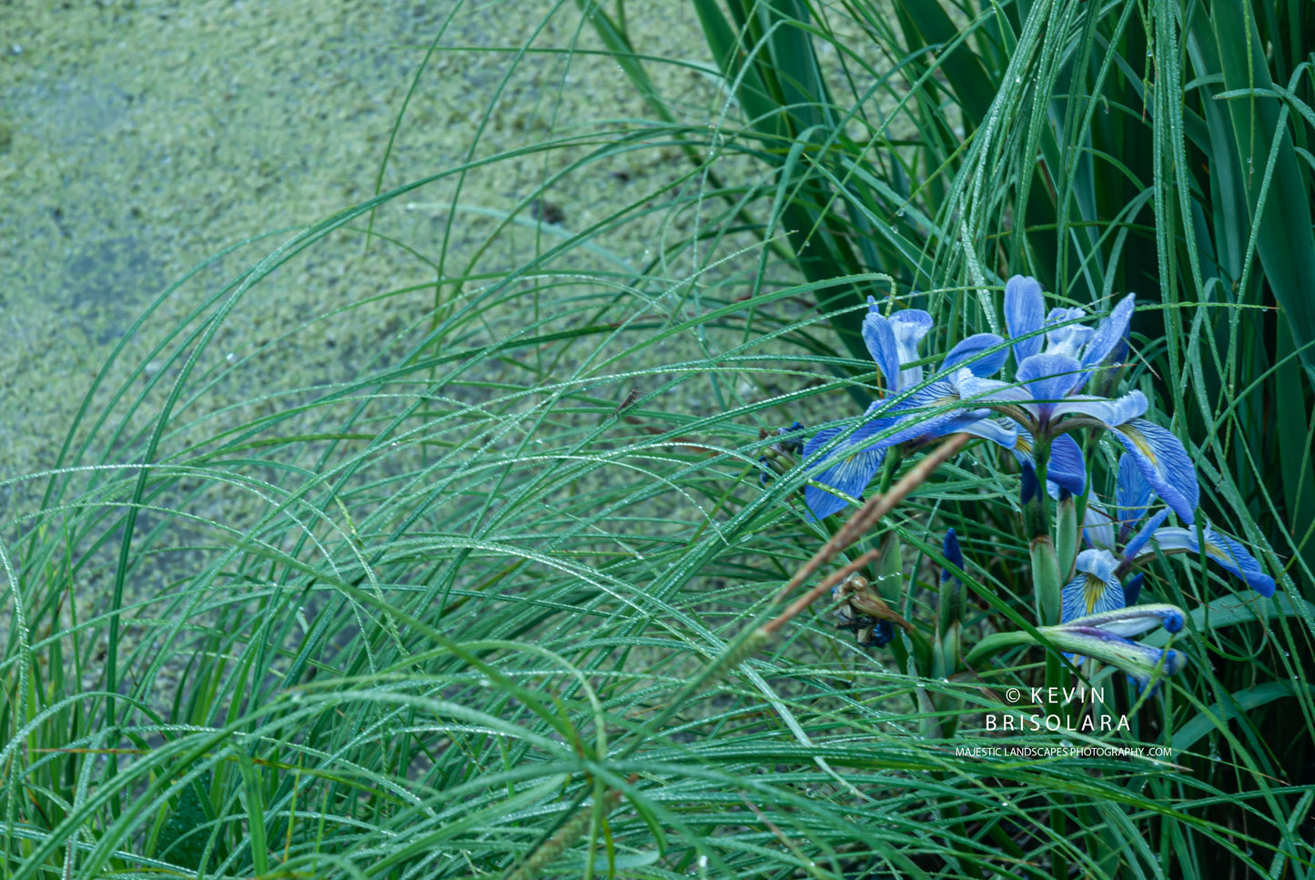 WETLAND BEAUTY
