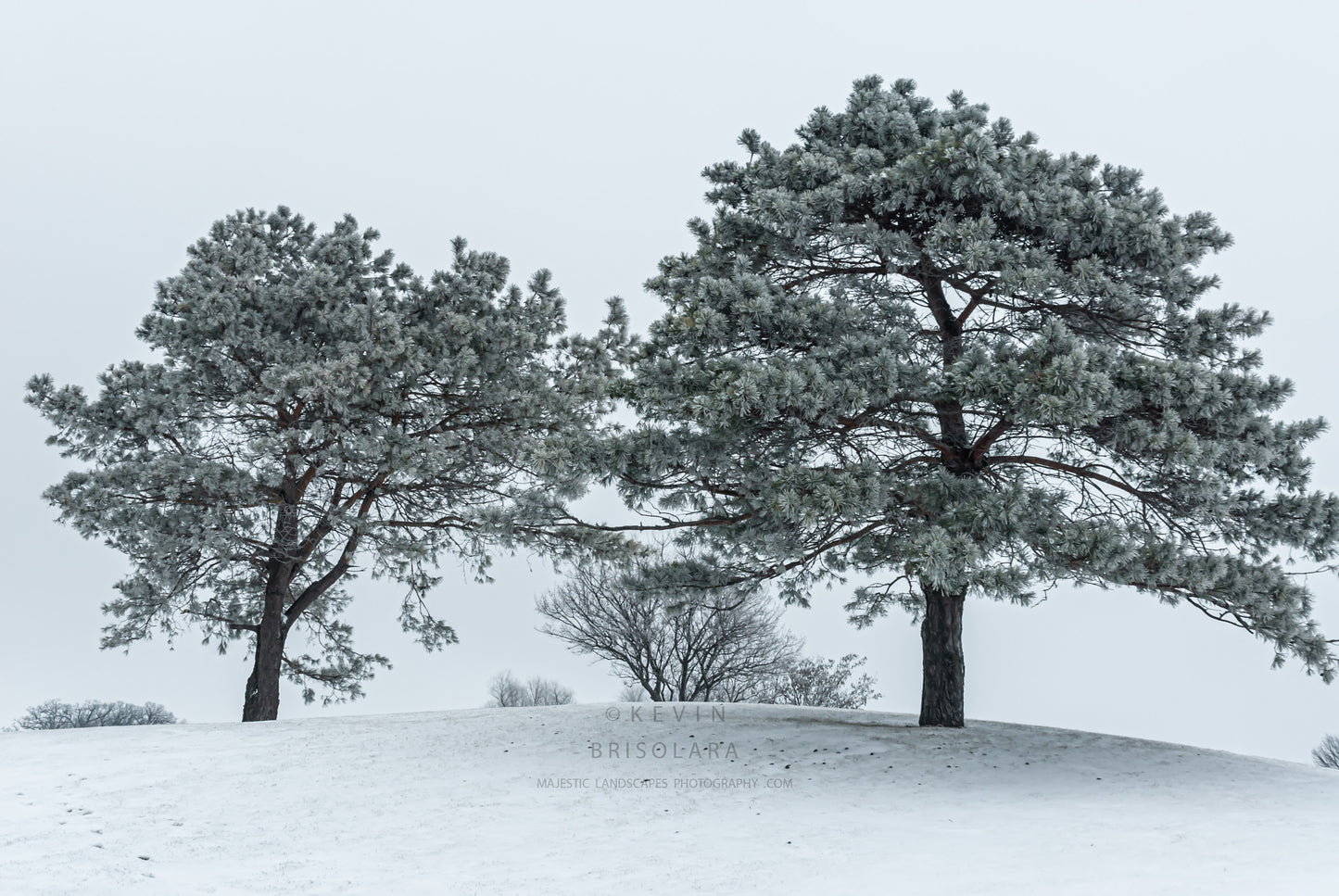 HOLIDAY GREETING CARDS 420-66 SNOW, SNOW COVERED PINE TREES