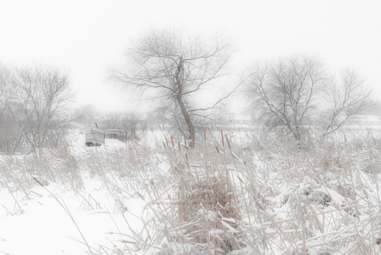 HOLIDAY GREETING CARDS 527-28 BRIDGE, PEACHLEAF WILLOW TREE, CATTAILS, BOX ELDER TREES