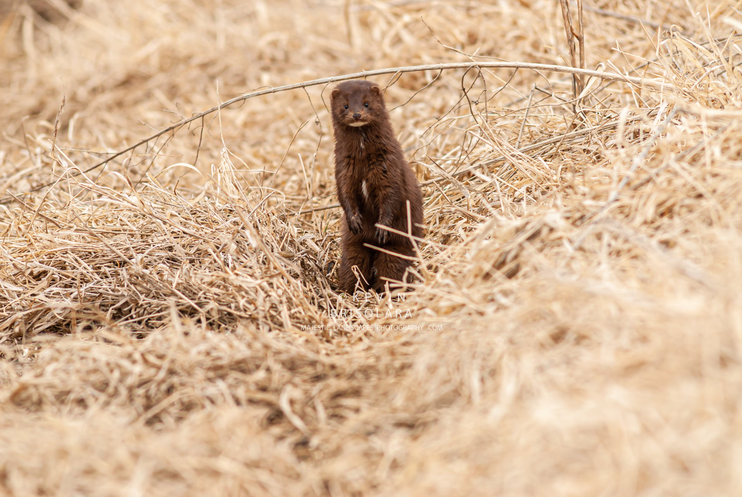 AMERICAN MINK