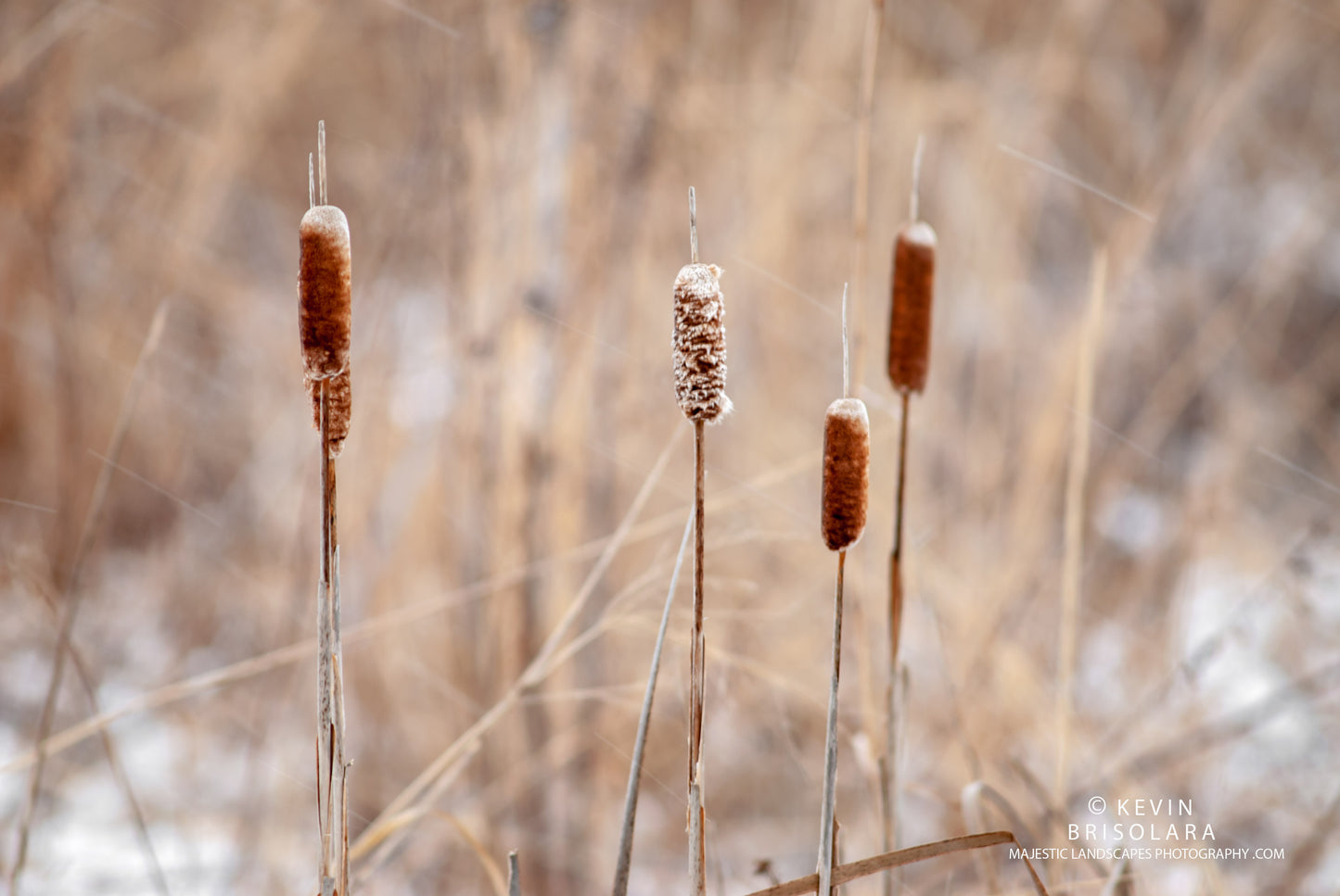 HOLIDAY GREETING CARDS 539-67 CATTAILS