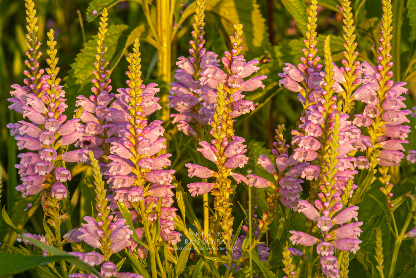 ILLUMINATING THE WILDFLOWERS