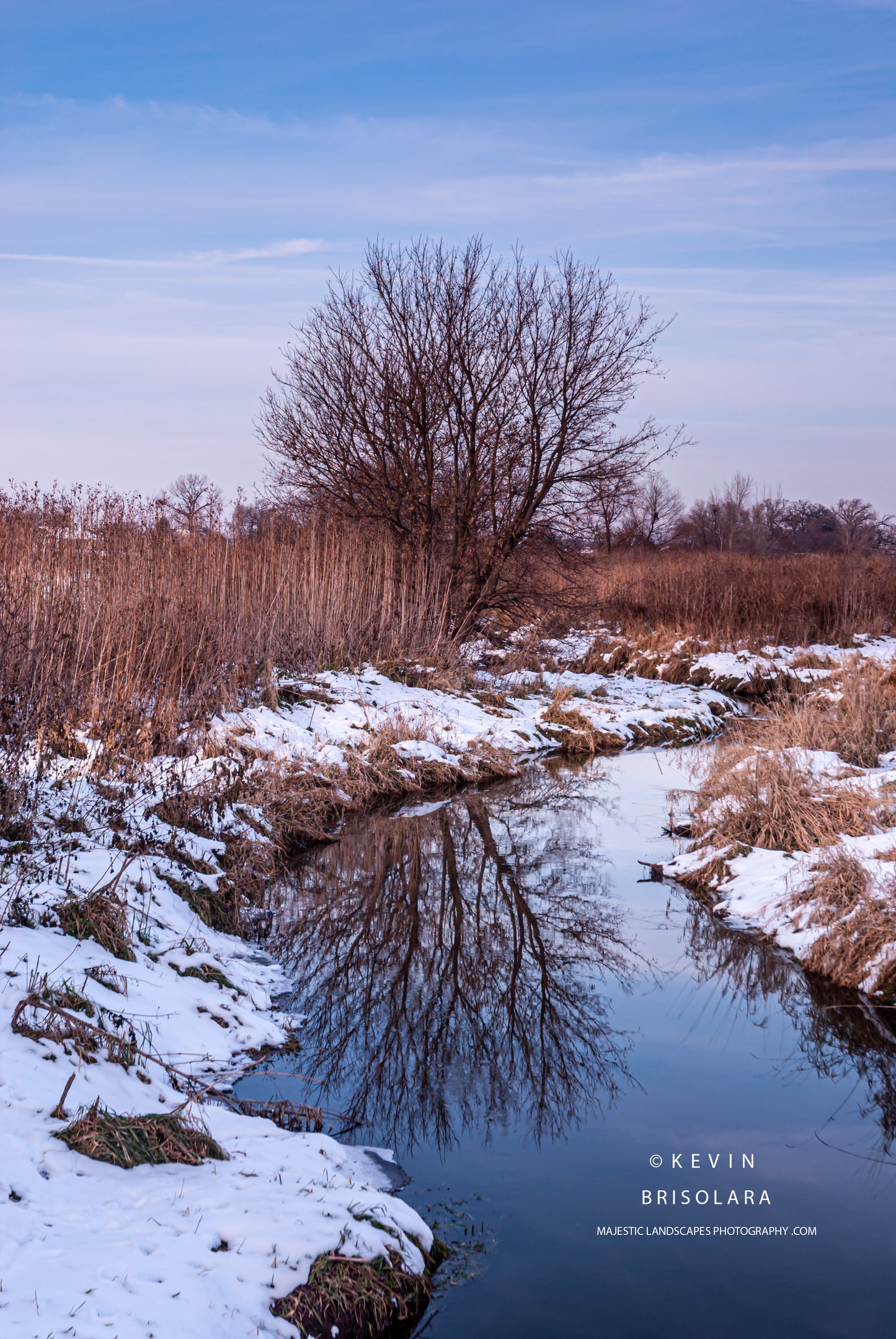 HOLIDAY GREETING CARDS 614-03 SOUTH FORK KISHWAUKEE RIVER, BOX ELDER TREE