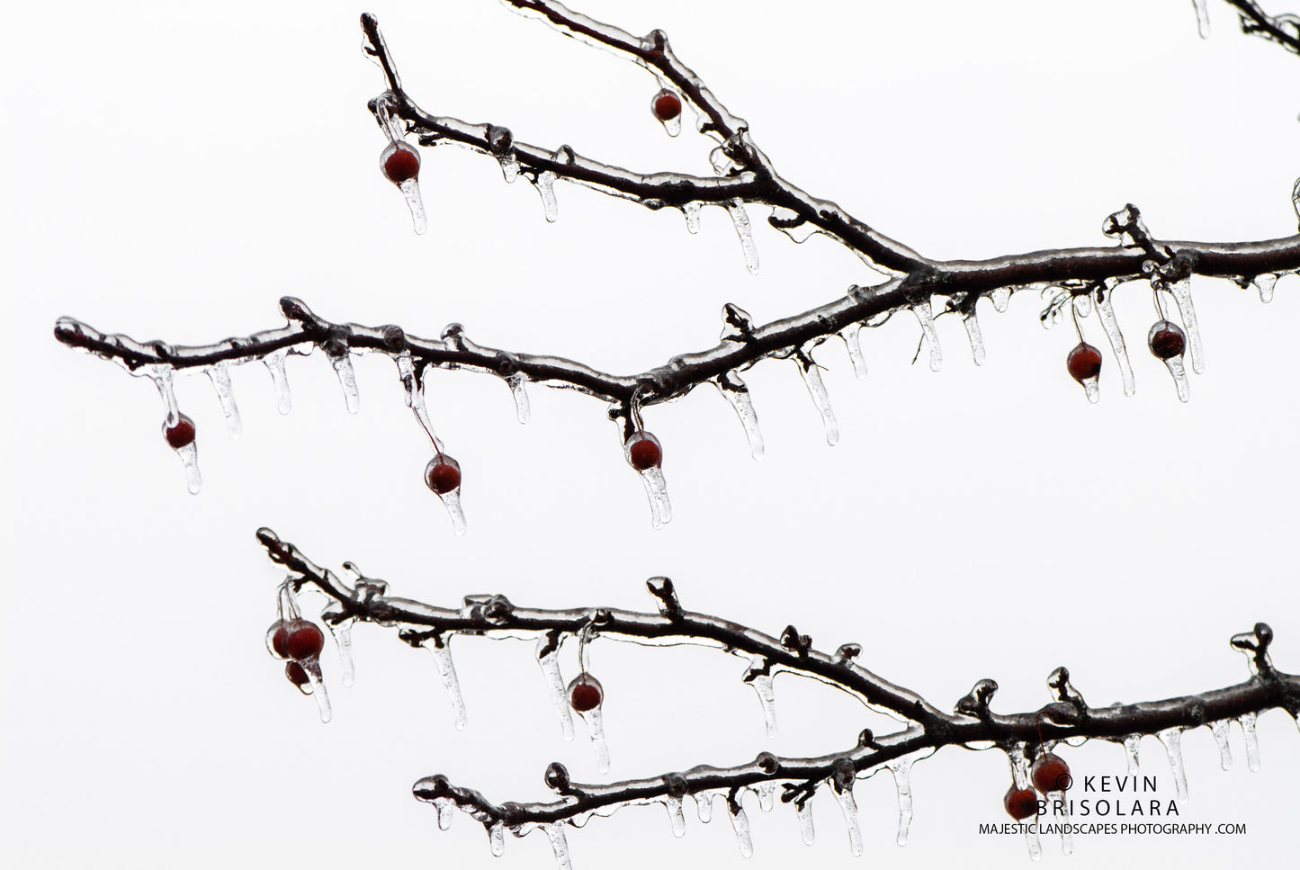 HOLIDAY GREETING CARDS 531-134 CRAB APPLES, ICE