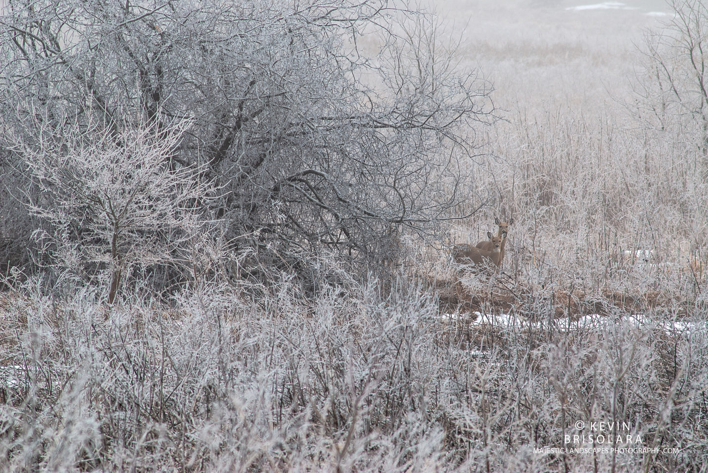 HOLIDAY GREETING CARDS 531-235 WHITE TAILED DEER