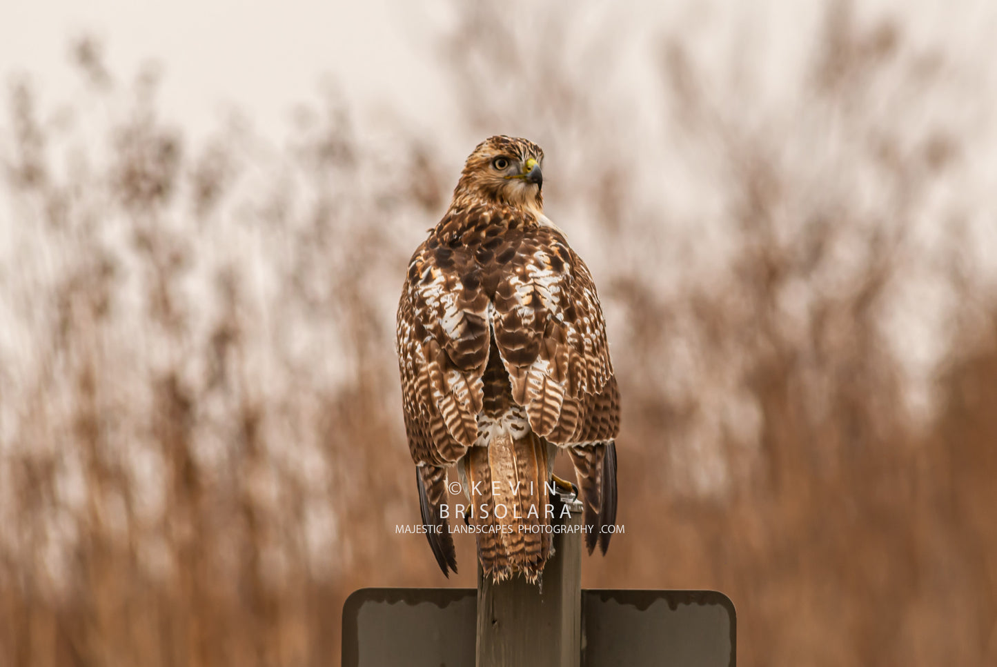 A MOMENT WITH A RED-TAILED HAWK