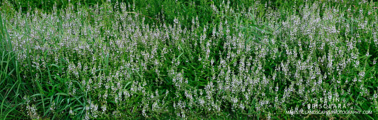 ALONG THE TRAIL