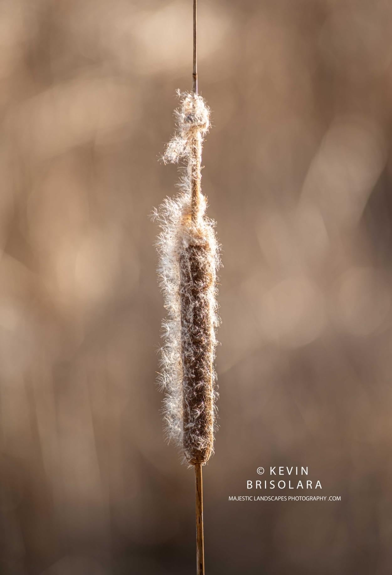 A LATE AFTERNOON HIKE ON THE PRAIRIE