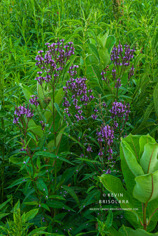 A COLORFUL MORNING ON THE PRAIRIE