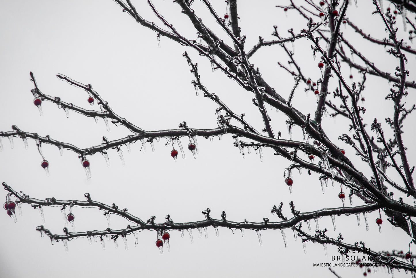 THERE'S NO ICE BETTER THEN CRAB APPLE ICE