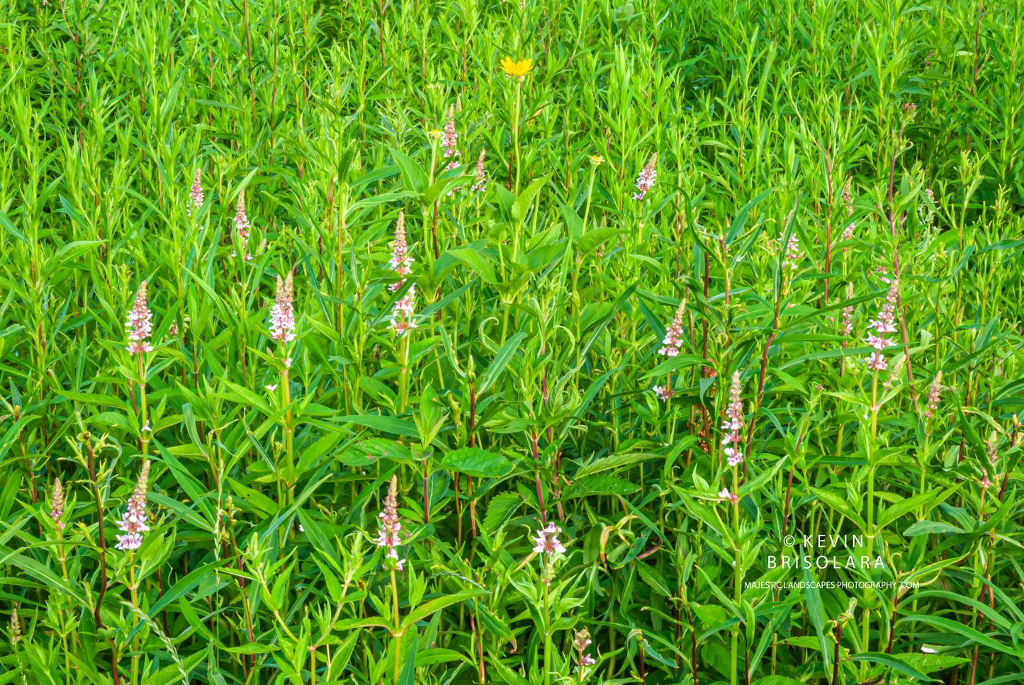 LOOKING FOR WILDFLOWERS