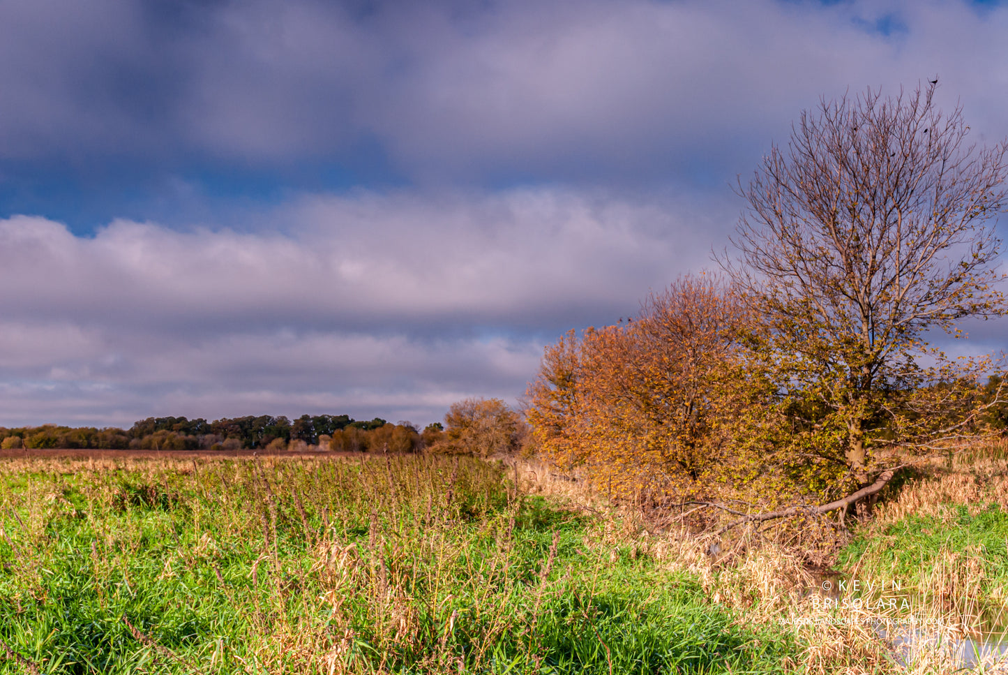 AUTUMN COLORS FROM THE BOX ELDER TREES