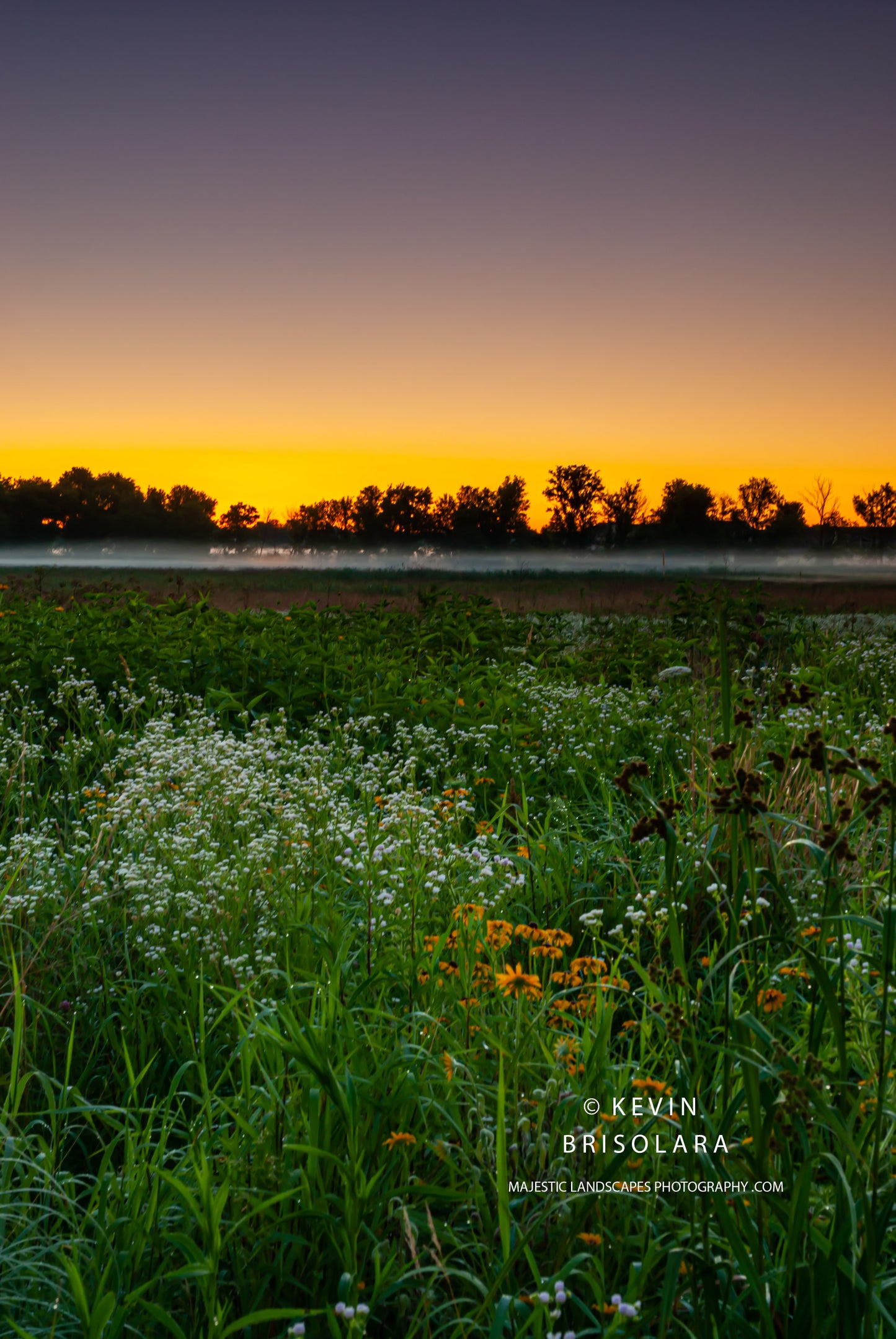 THE WILDFLOWERS WITH A SUMMER MORNING SUNRISE