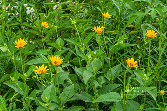 A COLORFUL PRAIRIE LANDSCAPE