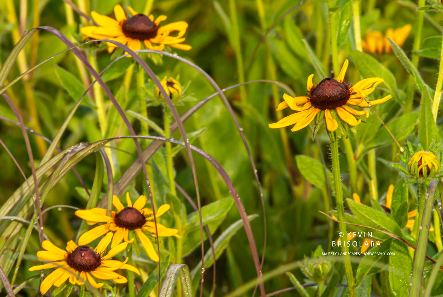 YELLOW DELIGHT