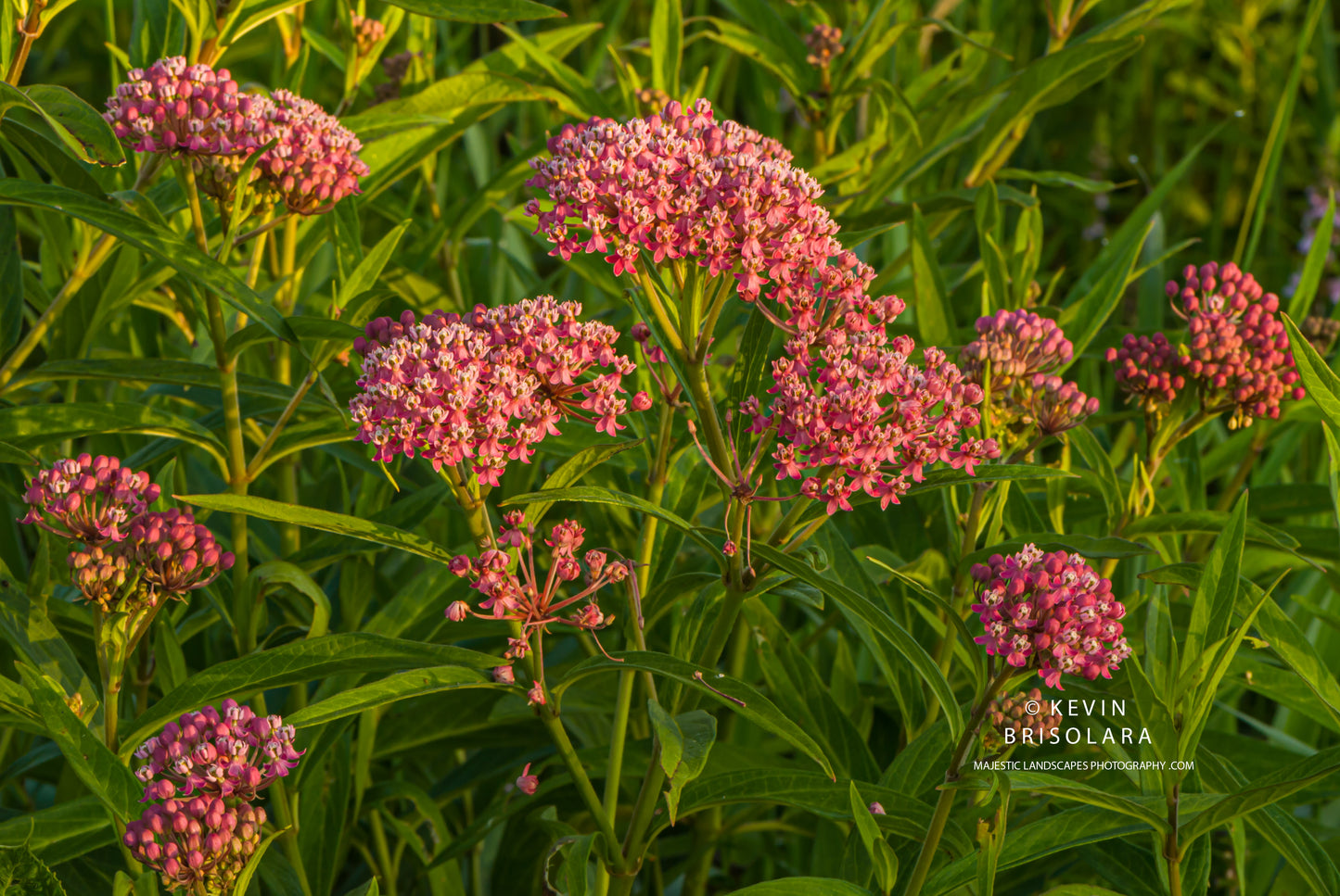 NOTE CARDS 460_46 SWAMP MILKWEED, WILDFLOWER PRAIRIE