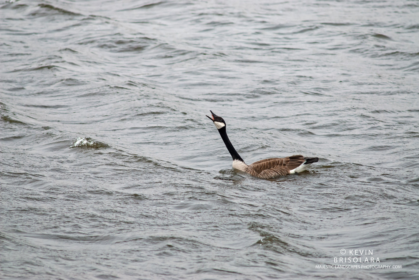 CALLING TO ITS MATE