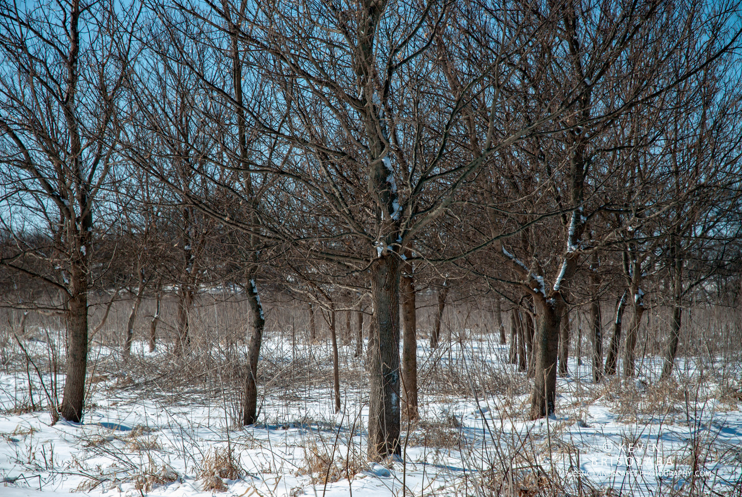 A SCENE OF BEAUTY ON THIS WINTER MORNING