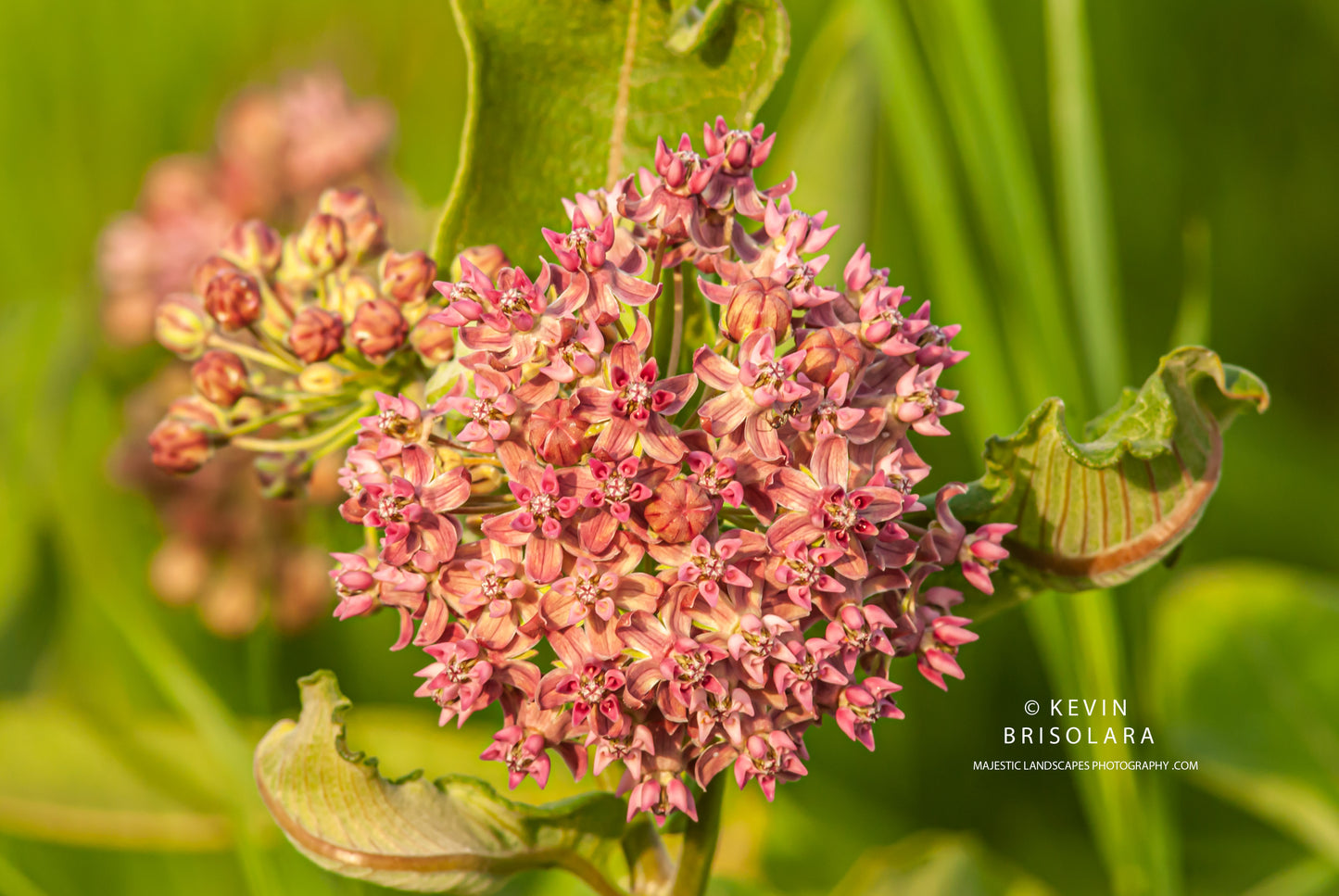 MORNING LIGHT WITH A COMMON MILKWEED FLOWER