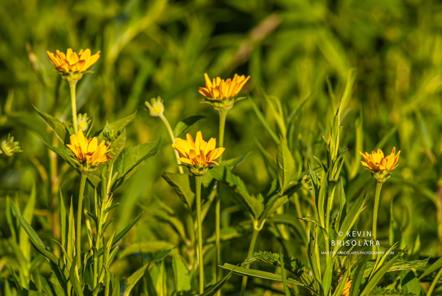 NOTE CARDS 452_121 FALSE SUNFLOWER
