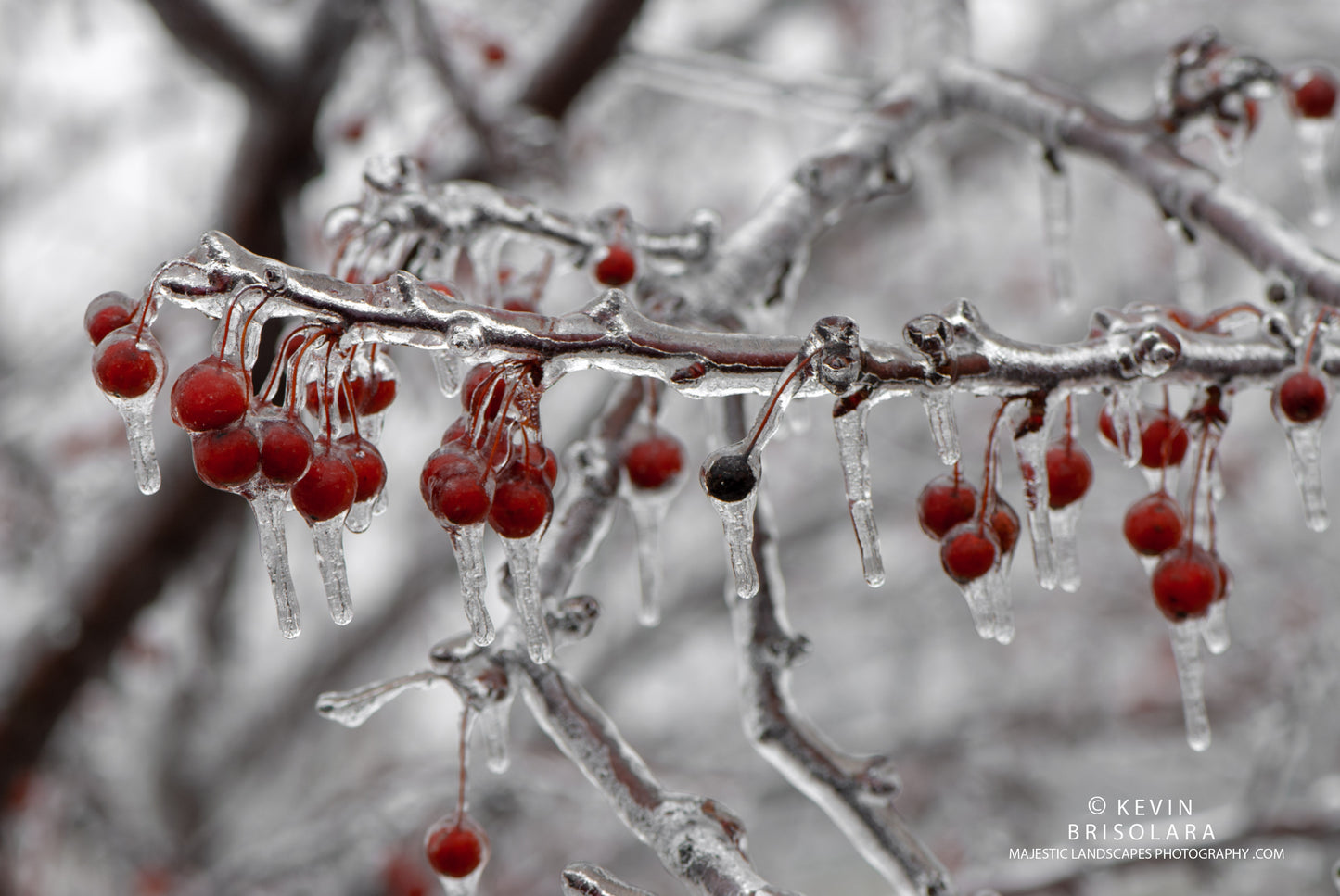 A BEAUTIFUL SCENE OF ICY CRAB APPLES