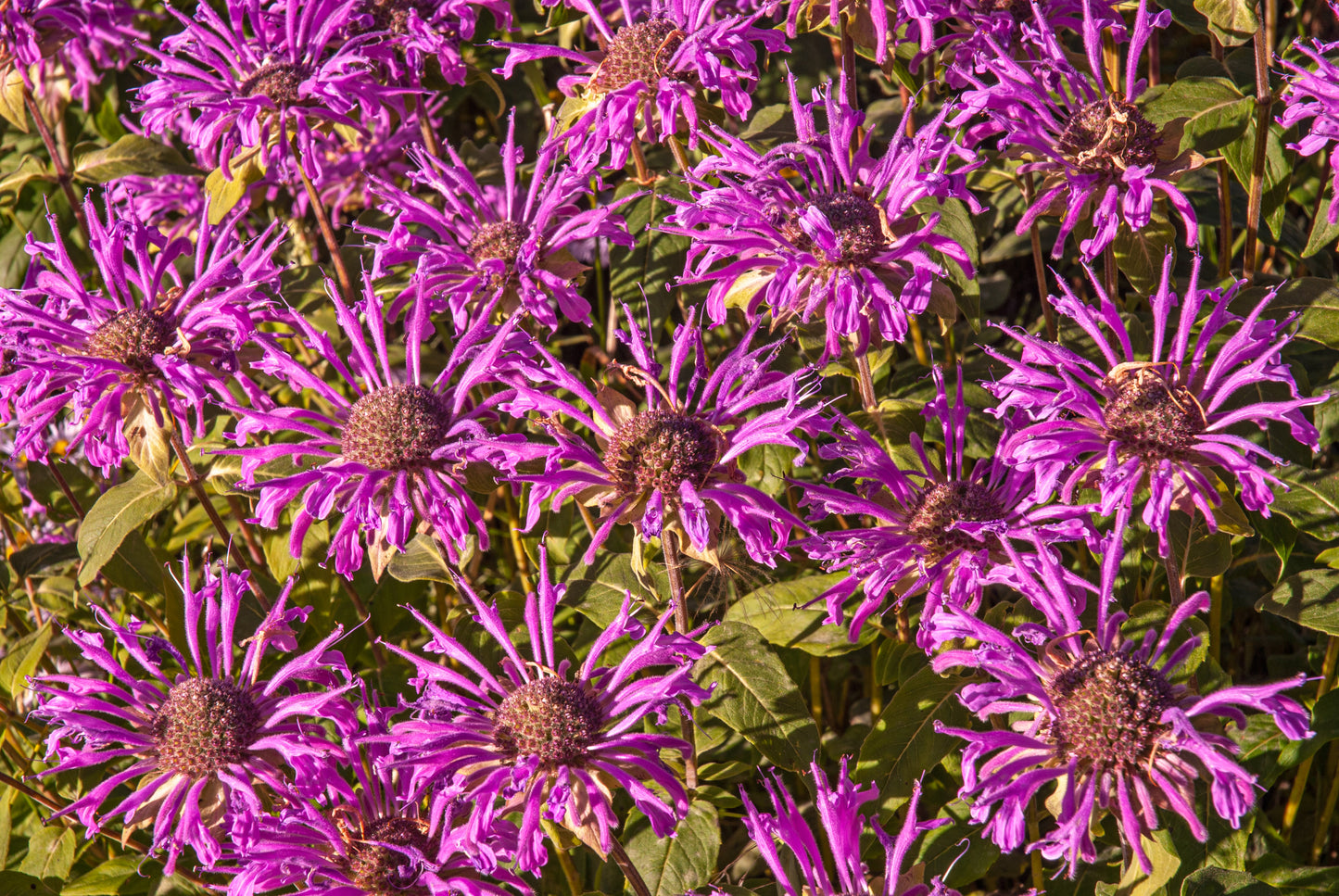 BEAUTIFUL WILDFLOWERS FROM THE MONTANE
