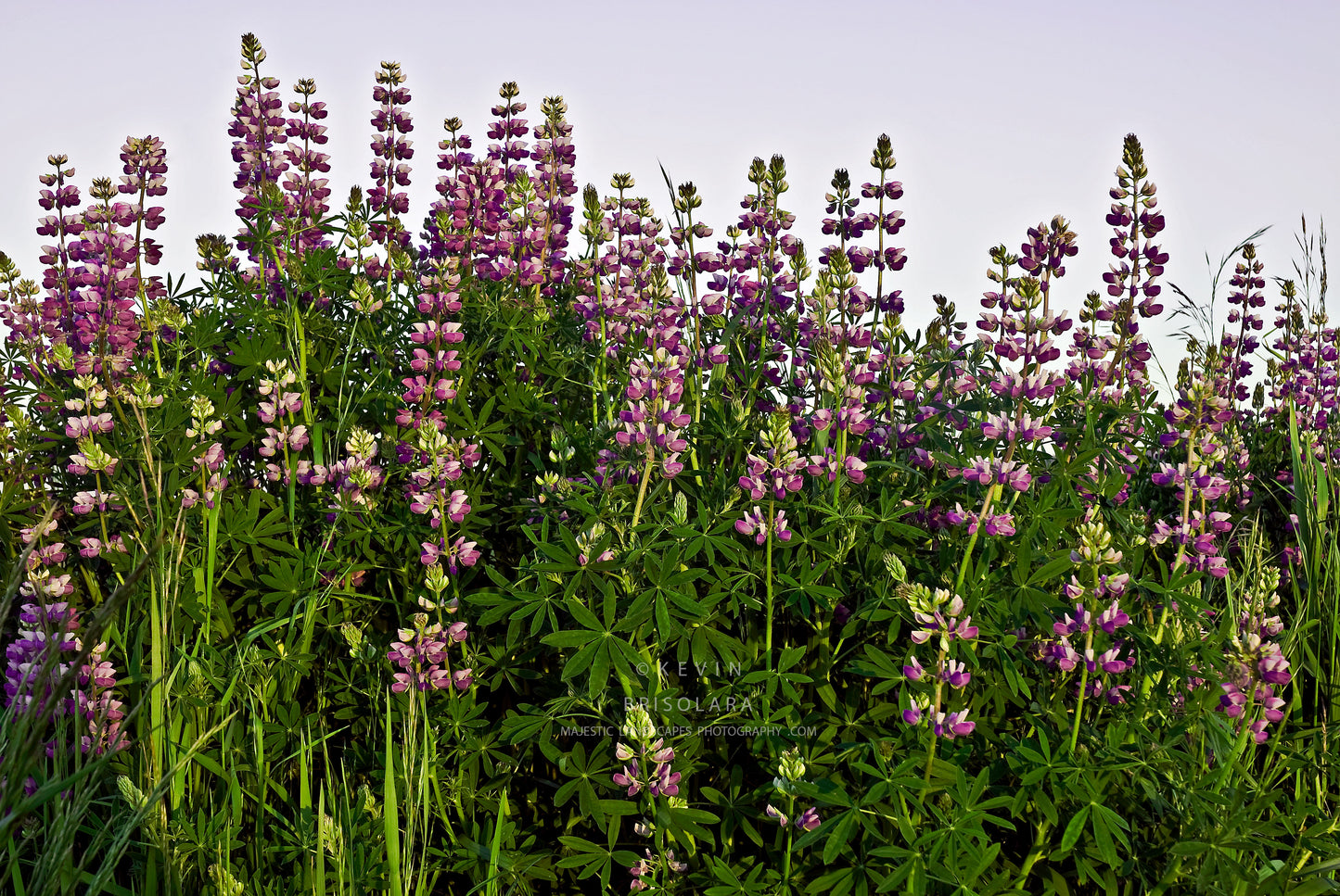 NOTE CARDS 214_451 LUPINE, MEADOWLARK PRIAIRIE