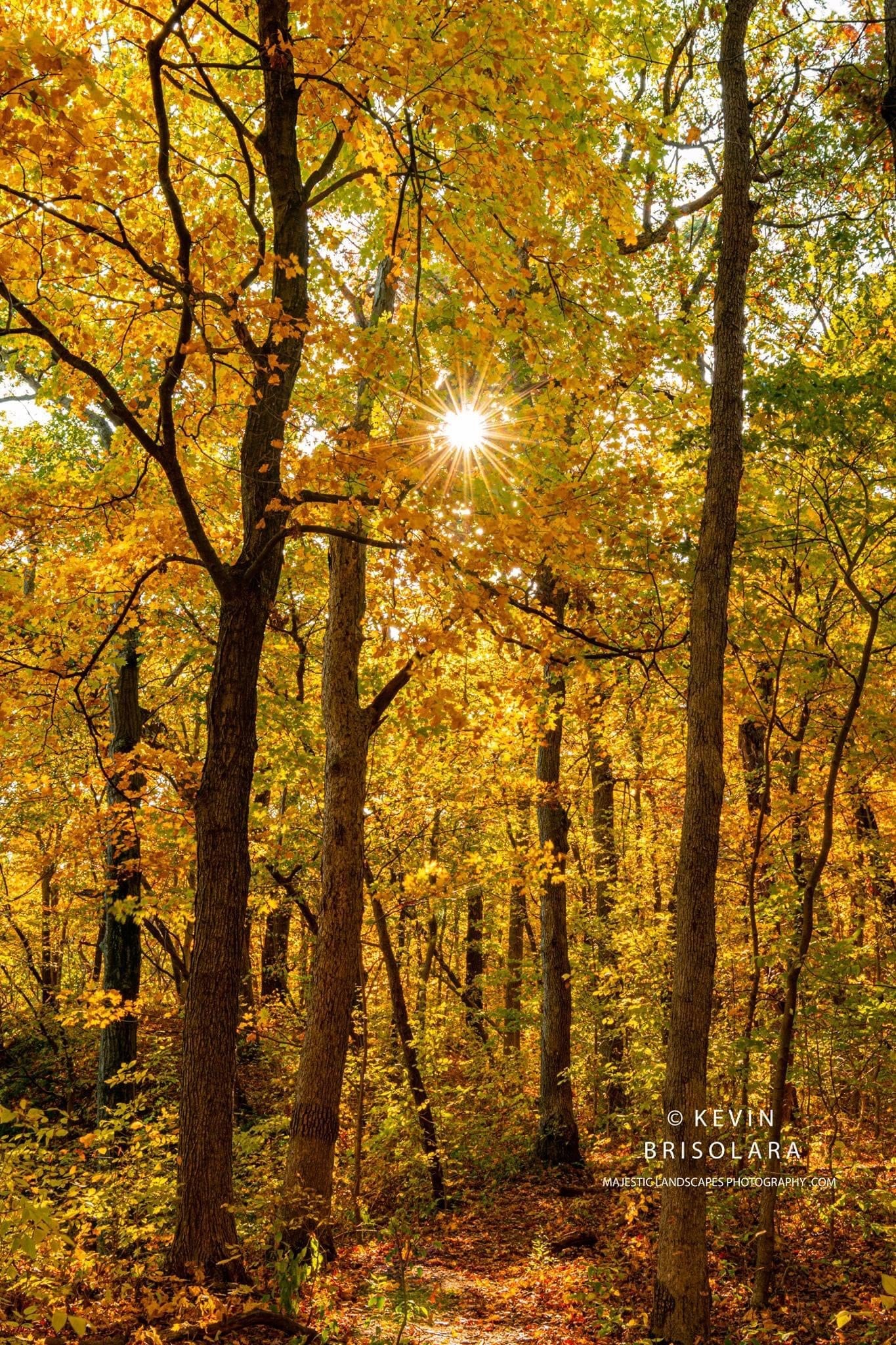 A GOLDEN MORNING IN THE PARK
