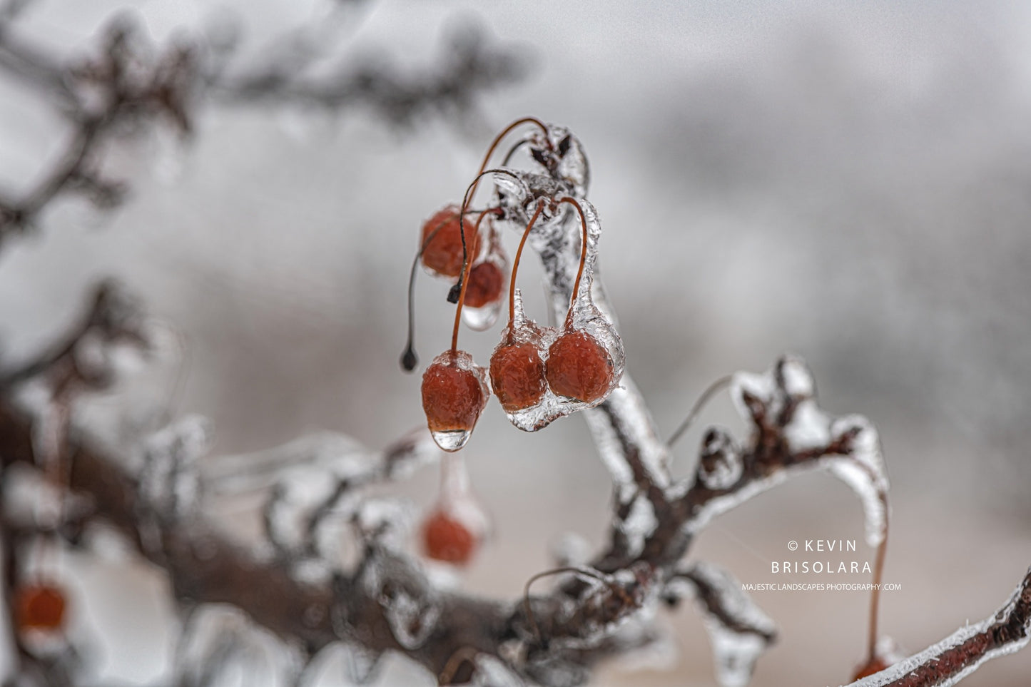 HOLIDAY GREETING CARDS 625-503  CRAB APPLE TREE, ICE