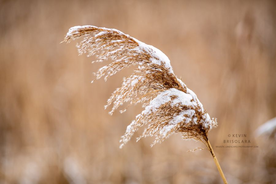 HOLIDAY GREETING CARDS 630-718  GIANT REED, SNOW-  WILDFLOWER PARK