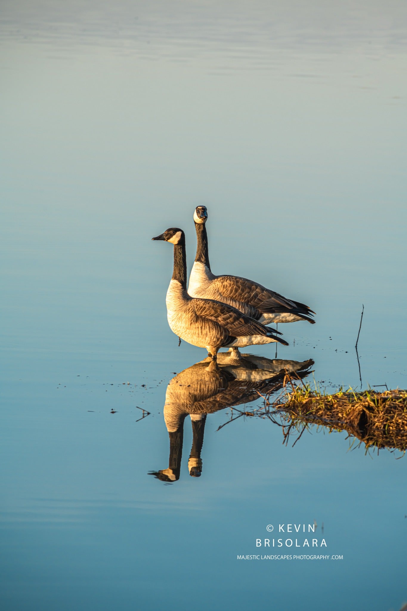 HOLIDAY GREETING CARDS 636-1066  CANADA GEESE, WILDFLOWER LAKE