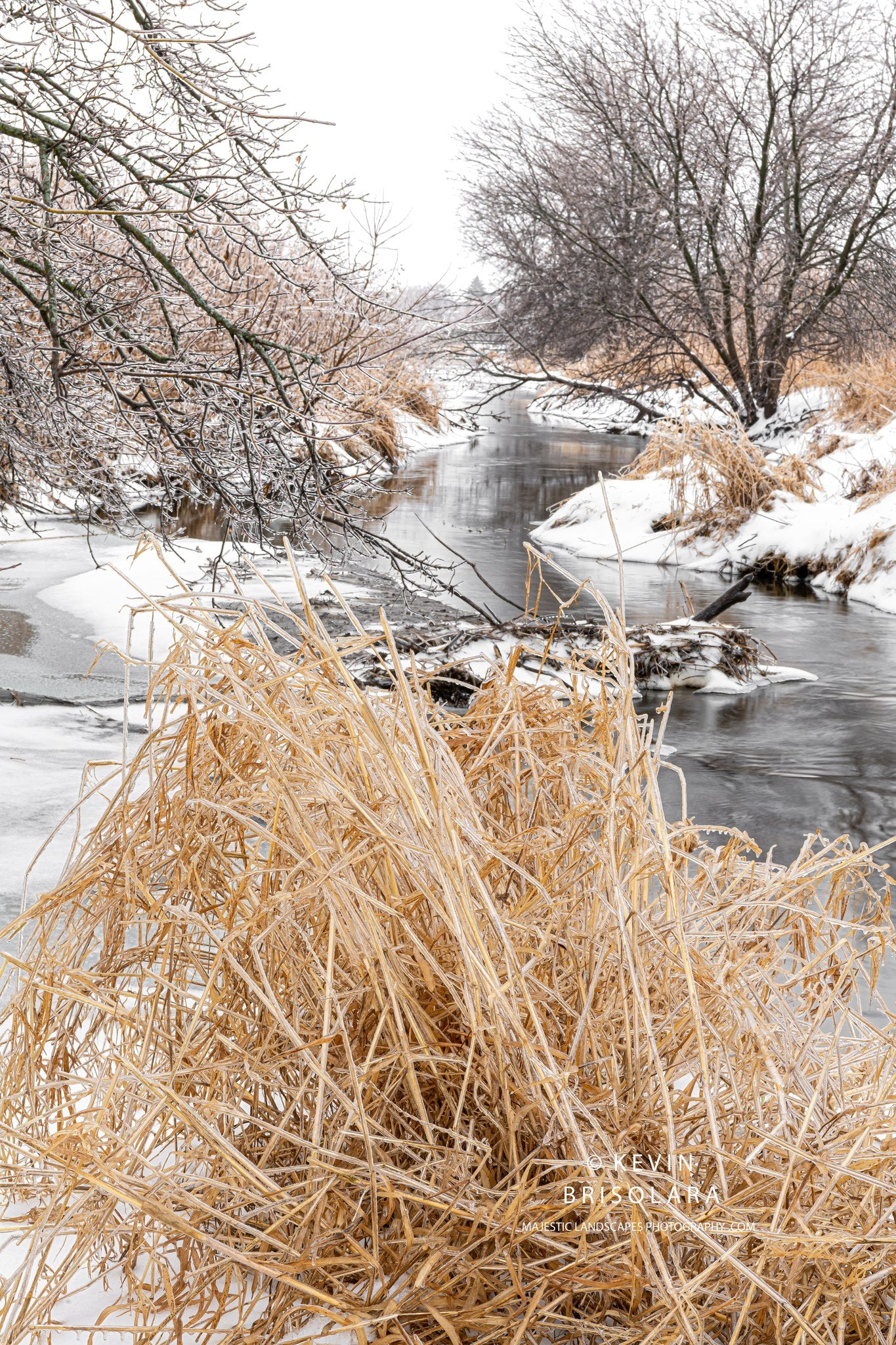 HOLIDAY GREETING CARDS 625-476  SOUTH FORK KISHWAUKEE RIVER, BOX ELDER TREES, GRASSES