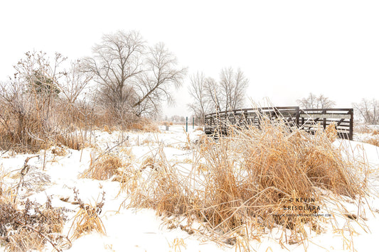 HOLIDAY GREETING CARDS 625-485  BRIDGE, PEACHLEAF WILLOW TREE, ELDERBERRY BUSHES, GRASSES