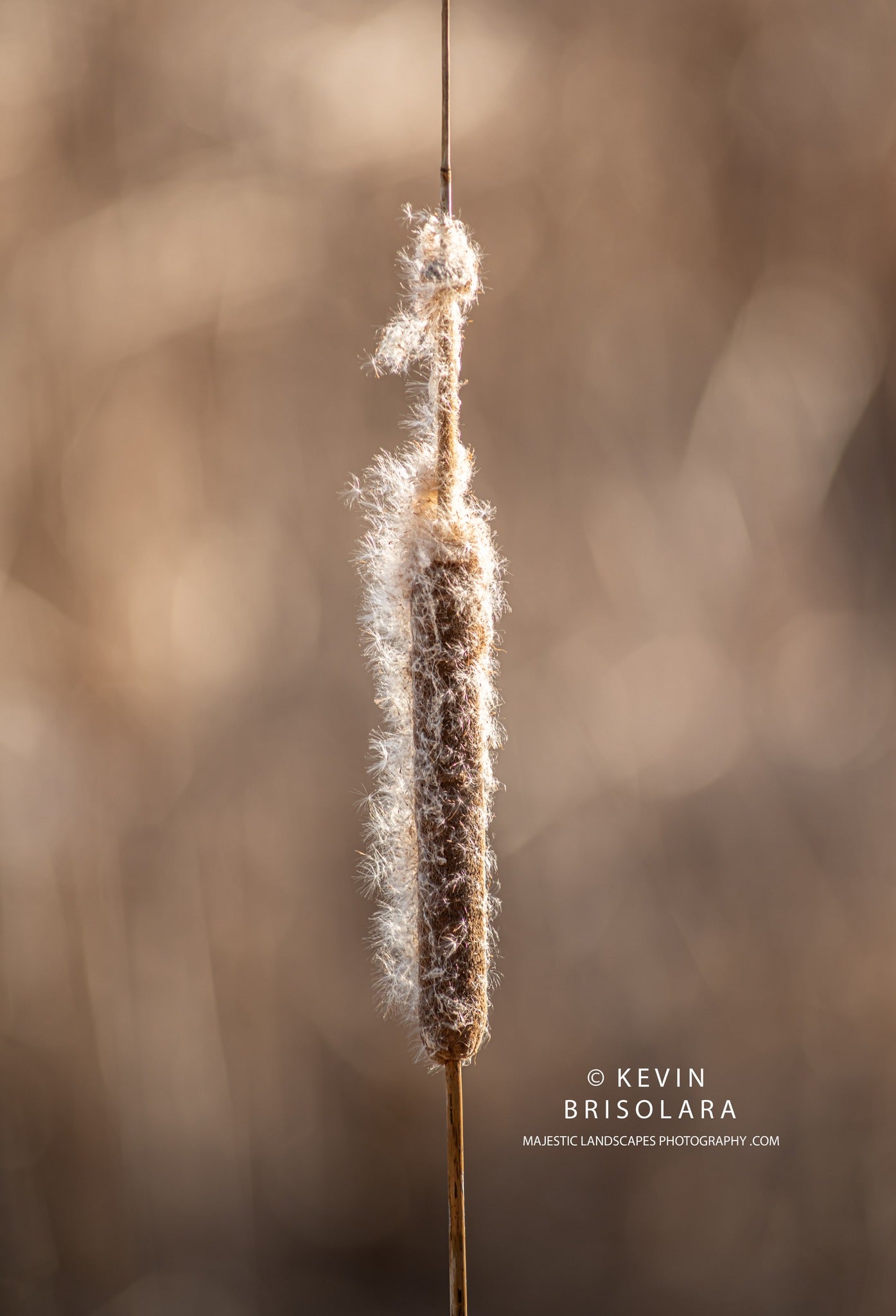 HOLIDAY GREETING CARDS 634-980  CATTAILS-  WILDFLOWER PARK