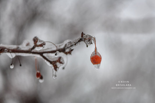 HOLIDAY GREETING CARDS 625-513  CRAB APPLE TREE, ICE